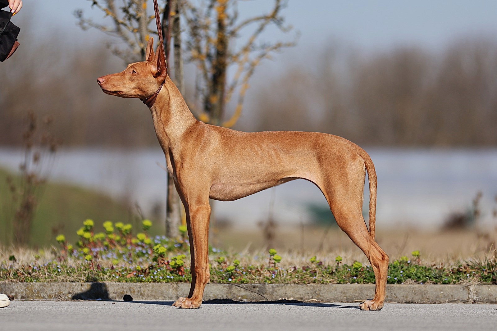 Adorable from PhaSta Domum – Malena – PhaSta Domum Pharaoh Hound